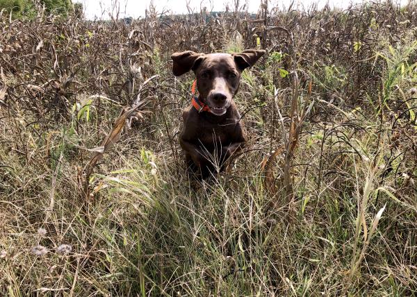 /images/uploads/southeast german shorthaired pointer rescue/segspcalendarcontest2019/entries/11557thumb.jpg